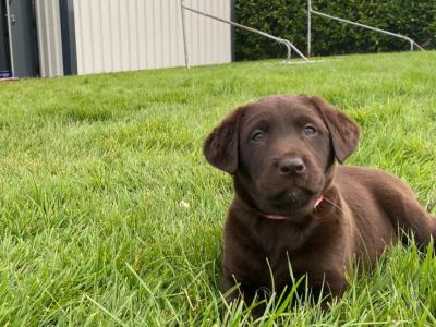 7 Chocolate Brown Labrador puppies in Cork