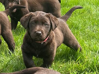 7 Chocolate Brown Labrador puppies in Cork
