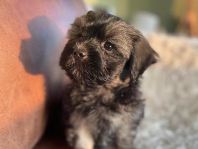 Unique Maltipoo puppies in Cork