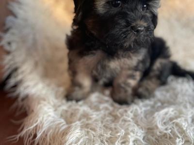 Unique Maltipoo puppies in Cork