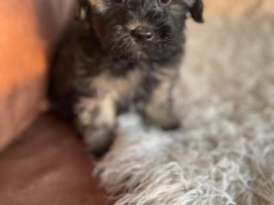 Unique Maltipoo puppies in Cork