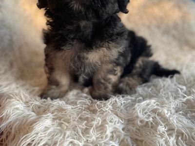 Unique Maltipoo puppies in Cork