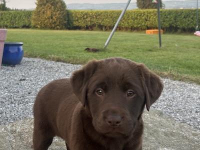 7 Chocolate Brown Labrador puppies in Cork