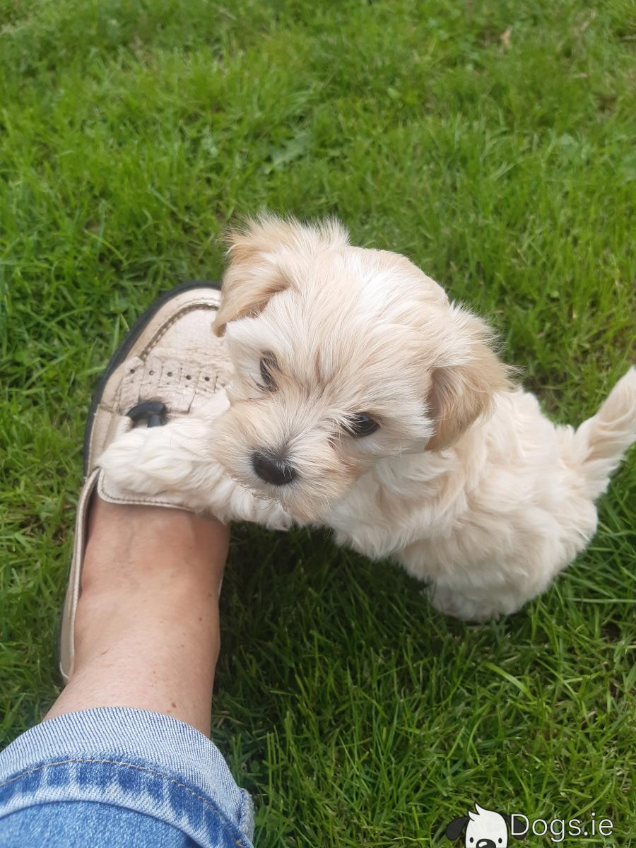 Apricot Maltipoo Maltipoo Puppies For Adoption Apricot Maltipoo