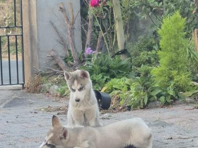 IKC Registered Siberian Husky puppies for sale in Carlow