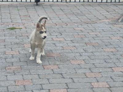 IKC Registered Siberian Husky puppies for sale in Carlow
