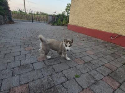 IKC Registered Siberian Husky puppies for sale in Carlow