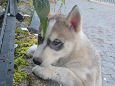 IKC Registered Siberian Husky puppies for sale in Carlow