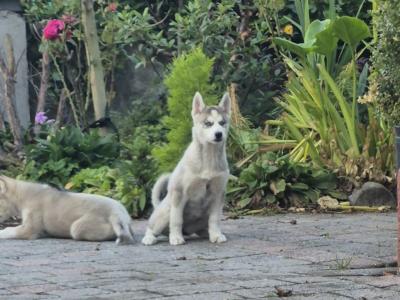 IKC Registered Siberian Husky puppies for sale in Carlow