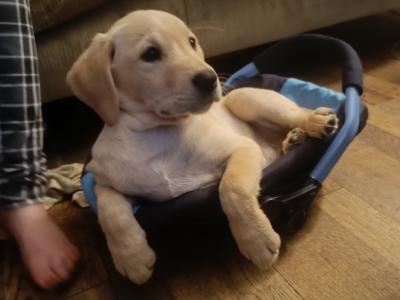 Outstanding Labrador puppies in Cavan !! Intelligent, loyal and eager to please !!**