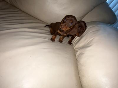 Miniature Dachshund puppies in Limerick