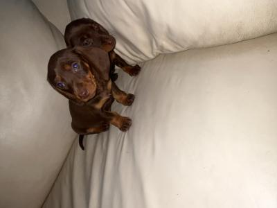Miniature Dachshund puppies in Limerick