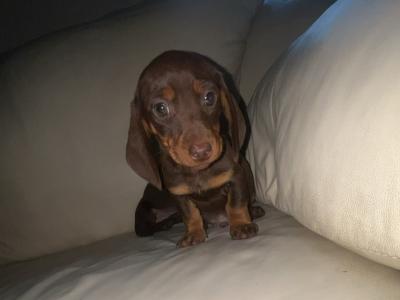 Miniature Dachshund puppies in Limerick