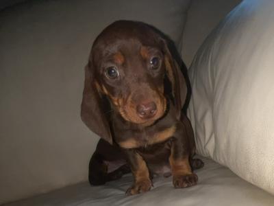 Miniature Dachshund puppies in Limerick
