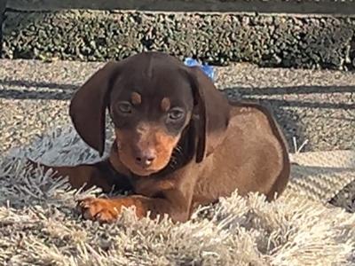 Miniature Dachshund puppies in Limerick