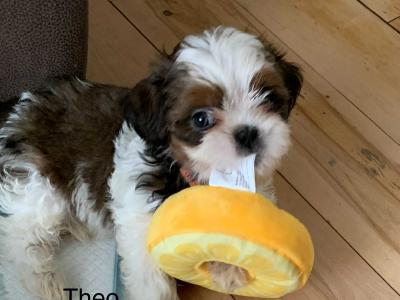 Shih Tzu puppies in Limerick