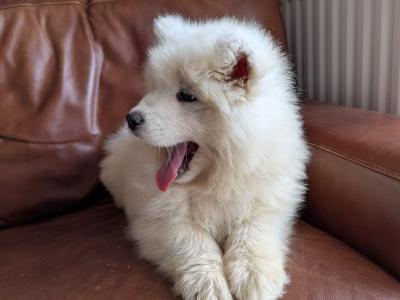 IKC Registered(pending) Champion bloodline Samoyed puppies available to a five star home