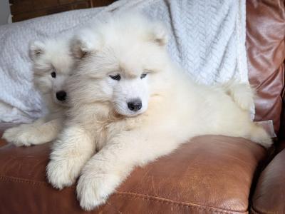 IKC Registered(pending) Champion bloodline Samoyed puppies available to a five star home