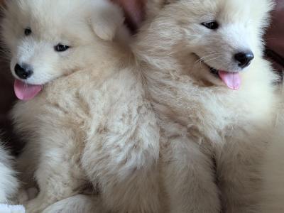 IKC Registered(pending) Champion bloodline Samoyed puppies available to a five star home