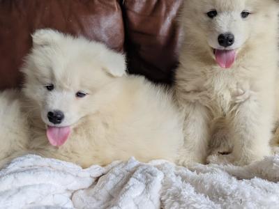 IKC Registered(pending) Champion bloodline Samoyed puppies available to a five star home