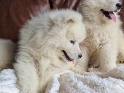 IKC Registered(pending) Champion bloodline Samoyed puppies available to a five star home