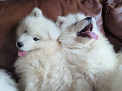 IKC Registered(pending) Champion bloodline Samoyed puppies available to a five star home