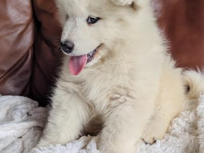 IKC Registered(pending) Champion bloodline Samoyed puppies available to a five star home