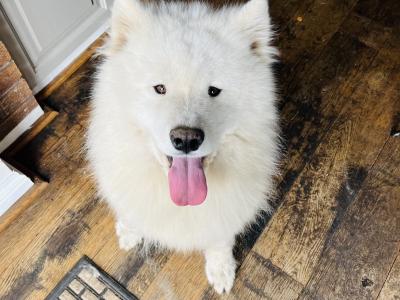 IKC Registered(pending) Champion bloodline Samoyed puppies available to a five star home