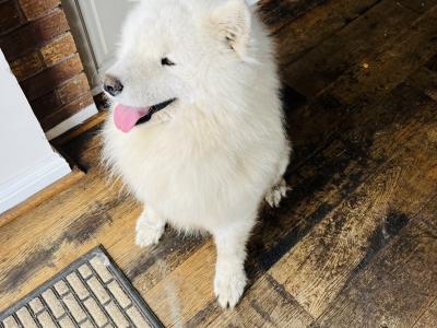 IKC Registered(pending) Champion bloodline Samoyed puppies available to a five star home