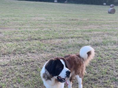 IKC Registered Rocky the St. Bernard 🥊🔥 in Tipperary