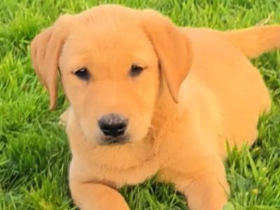 Fox Red Labrador puppies in Kilkenny