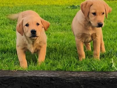 Fox Red Labrador puppies in Kilkenny