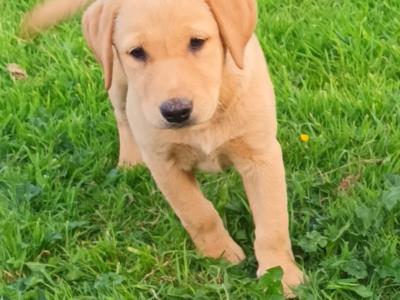 Fox Red Labrador puppies in Kilkenny