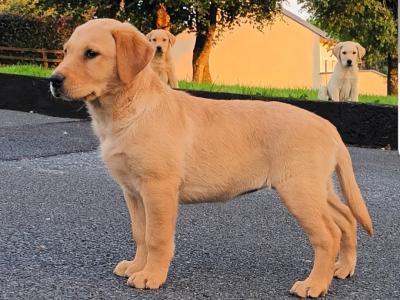 Fox Red Labrador puppies in Kilkenny