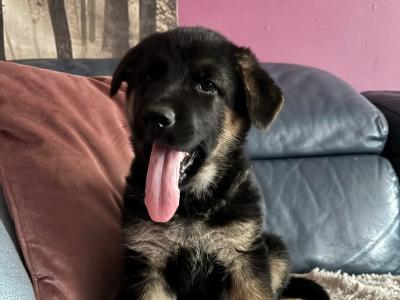 Beautiful Straight Back purebred German Shepherd puppies in Laois