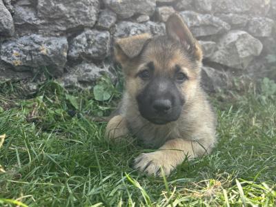 Beautiful Straight Back purebred German Shepherd puppies in Laois