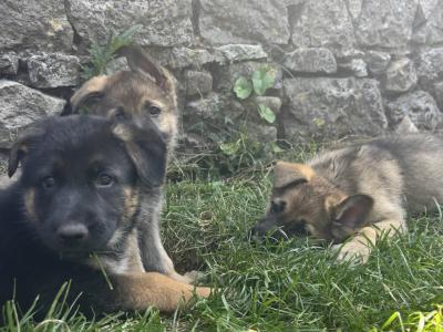 Beautiful Straight Back purebred German Shepherd puppies in Laois