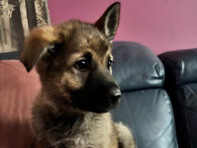 Beautiful Straight Back purebred German Shepherd puppies in Laois