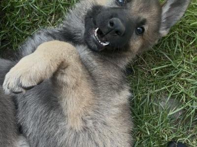 Beautiful Straight Back purebred German Shepherd puppies in Laois