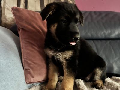 Beautiful Straight Back purebred German Shepherd puppies in Laois
