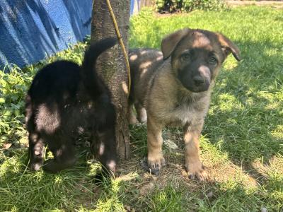 Beautiful Straight Back purebred German Shepherd puppies in Laois
