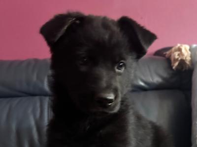 Last Black Full breed female German Shepherd puppy in Laois