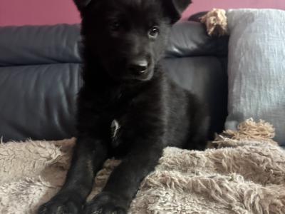 Beautiful Straight Back purebred German Shepherd puppies in Laois