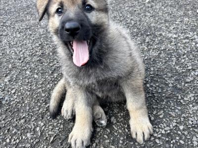 Beautiful Straight Back purebred German Shepherd puppies in Laois