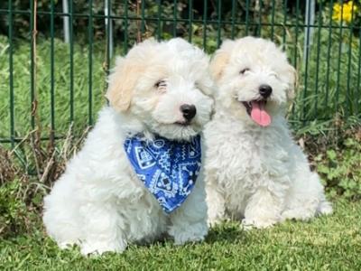 Adorable Cavachon puppies 🐶 in Carlow