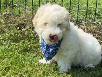Adorable Cavachon puppies 🐶 in Carlow