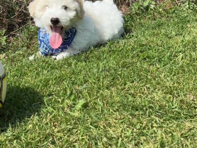 Adorable Cavachon puppies 🐶 in Carlow