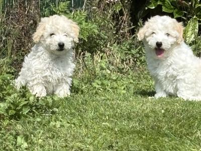 Adorable Cavachon puppies 🐶 in Carlow