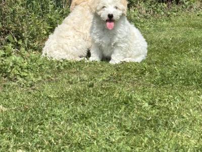 Adorable Cavachon puppies 🐶 in Carlow