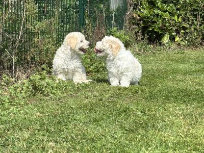 Adorable Cavachon puppies 🐶 in Carlow